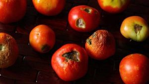مبارزه و درمان آنتراکنوز گوجه