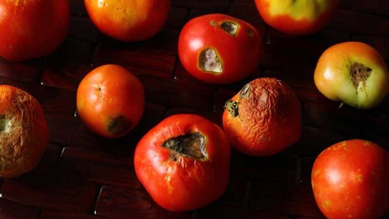 علایم و نشانه ها آنتراکنوز گوجه