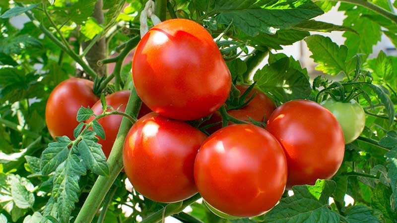 پربارترین انواع بذر گوجه فرنگی زودرس