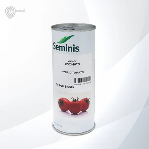 بذر گوجه 2466 تی دی محصول شرکت سمینیس است.