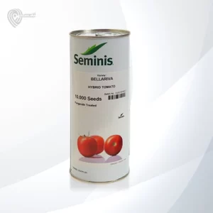 بذر گوجه بلاریوا محصول شرکت سمینیس است.
