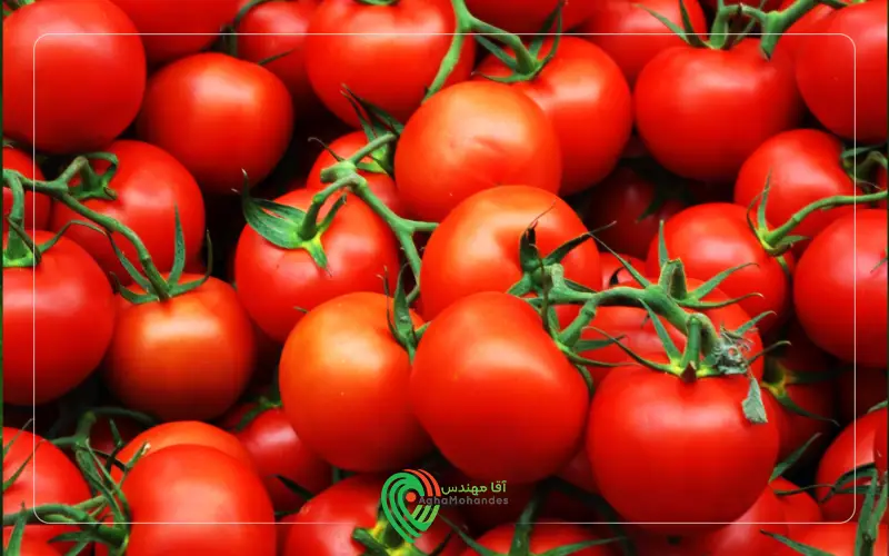 بهترین رقم گوجه هیبرید گرد در ایران