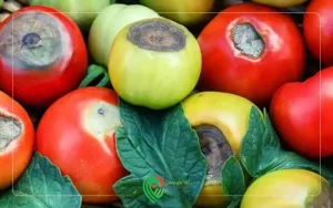 کمبود کلسیم در گوجه فرنگی چه علائمی دارد؟