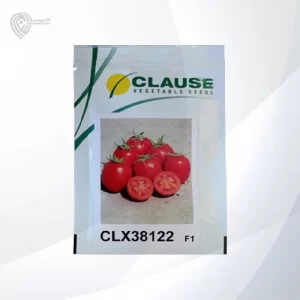 بذر گوجه سی ال ایکس 38122 محصول شرکت کلوز
