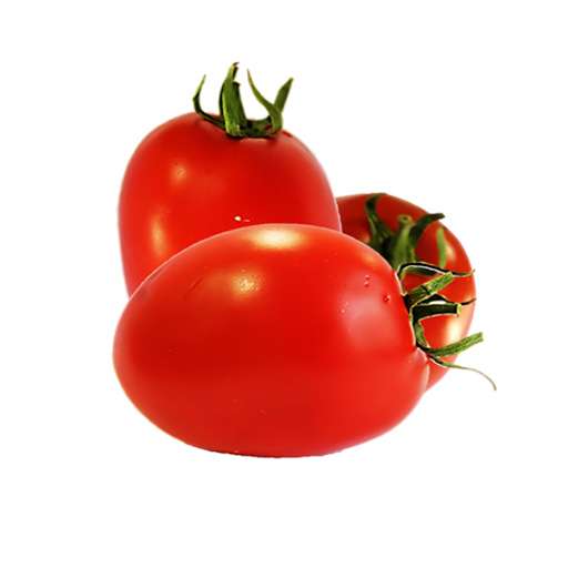 بذر گوجه پارس محصول استار سیدز