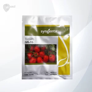بذر گوجه جی اس 15محصول شرکت سینجنتا است.