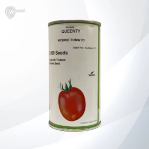 بذر گوجه کوینتی محصول شرکت سمینیس