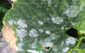 مشاهده پوشش دایره ای سفید رنگ بر روی برگ خیار در گلخانه