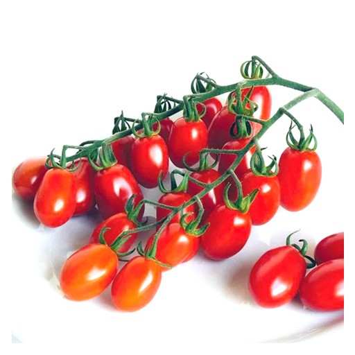 بذر گوجه آماریس محصول شرکت یوکسل