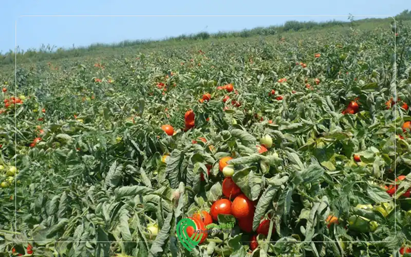 مزرعه گوجه فرنگی و مراحل رشد گوجه فرنگی