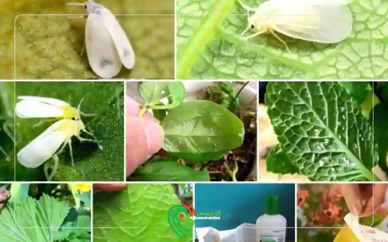 مگس سفید، پشه سفید یا همان سفید بالک (به انگلیسی Whitefly)، یکی از آفات مهم محصولات فضای باز و گلخانه‌ها می‌باشد