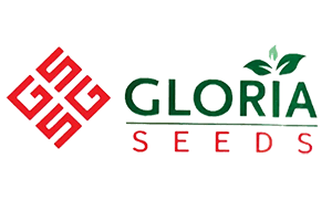 Gloria Seeds