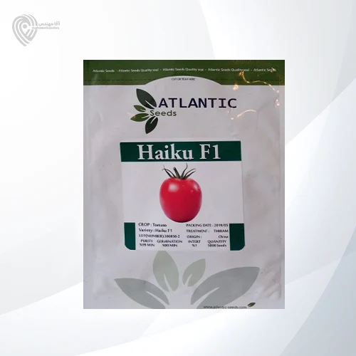 بذر گوجه هایکو محصول شرکت آتلانتیک سیدز است.