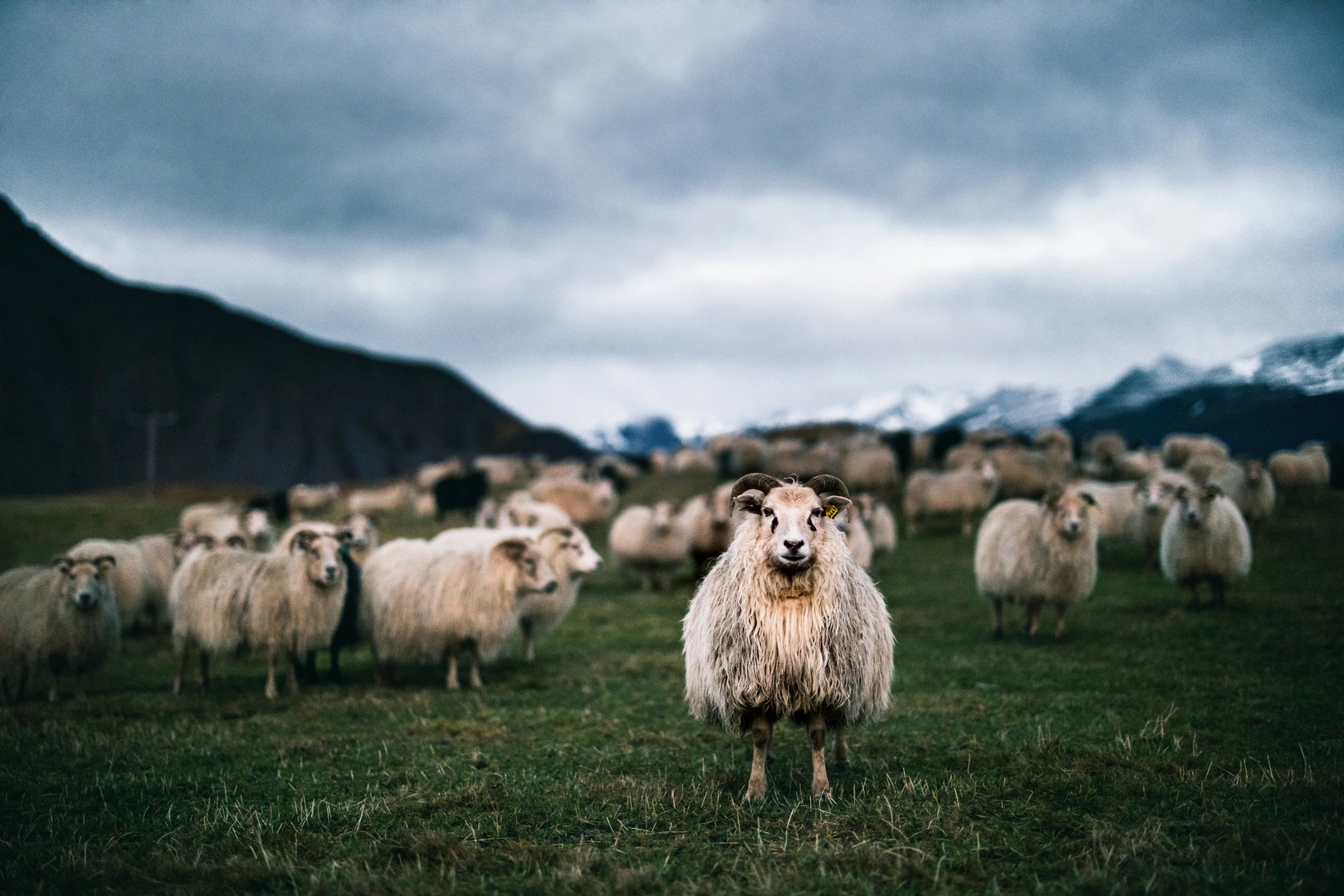 نحوه مصرف کود حیوانی گوسفند