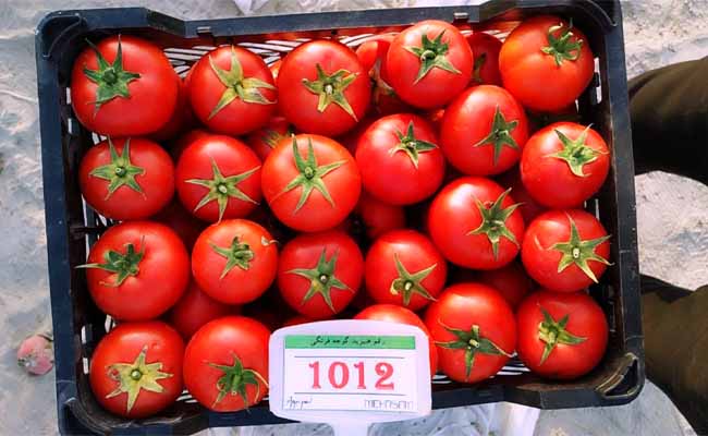 بذر گوجه 1012 یکی از بهترین ارقام هیبرید مناسب فضای باز است.